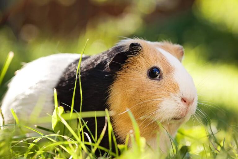 Chuột Lang Cali tại NOKA PET: Người Bạn Nhỏ Đáng Yêu Trong Hành Trình Nuôi Thú Cưng